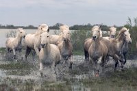 495 - HERD OF HORSES 7 - CAUSSE ERIC - france